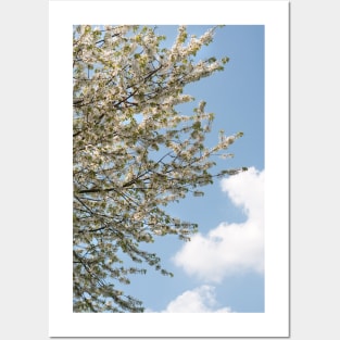 A tree flowering with White Cherry blossom with Blue Sky Posters and Art